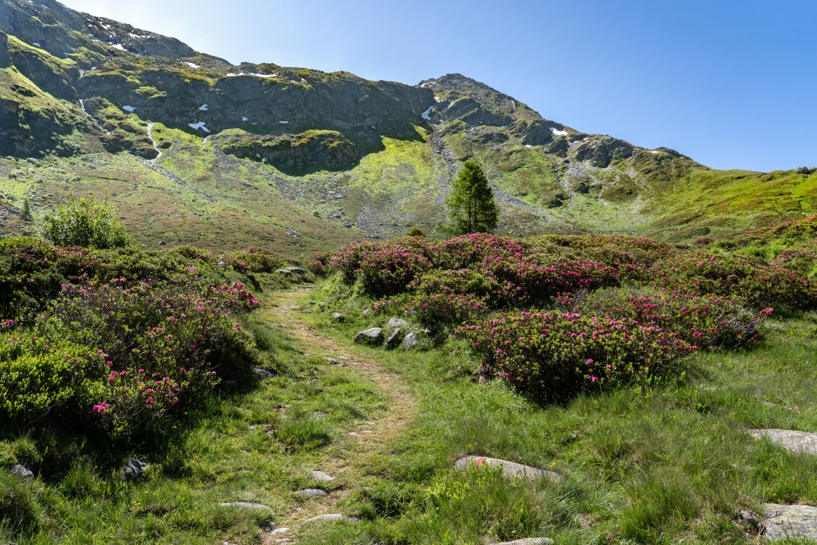 The meadow trail in late June