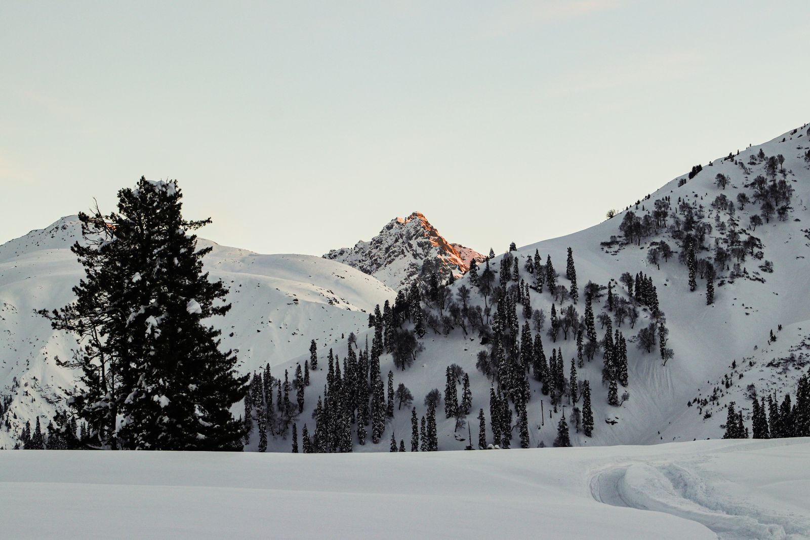 Snowy pines at dusk above the lodge